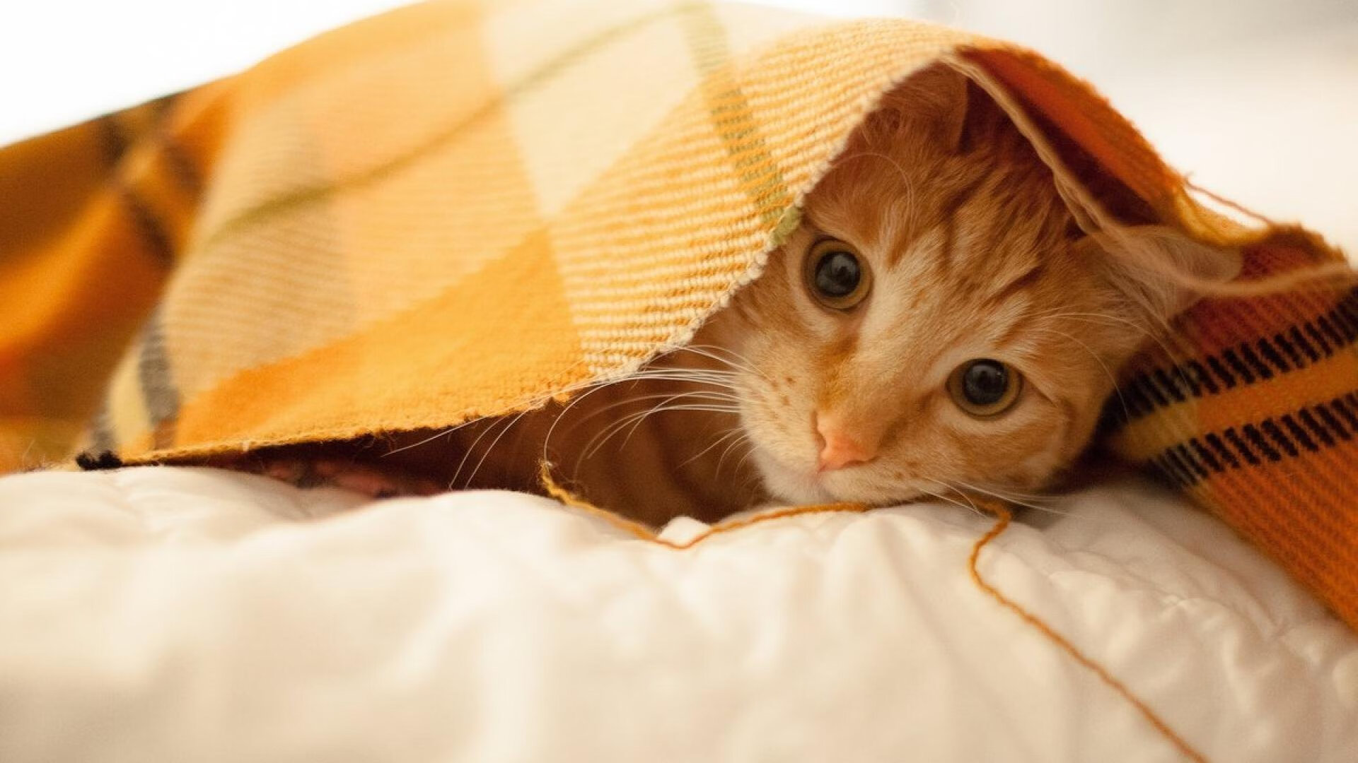 爵士带走国王，总决赛焦点战中的团队之光与王者之殇