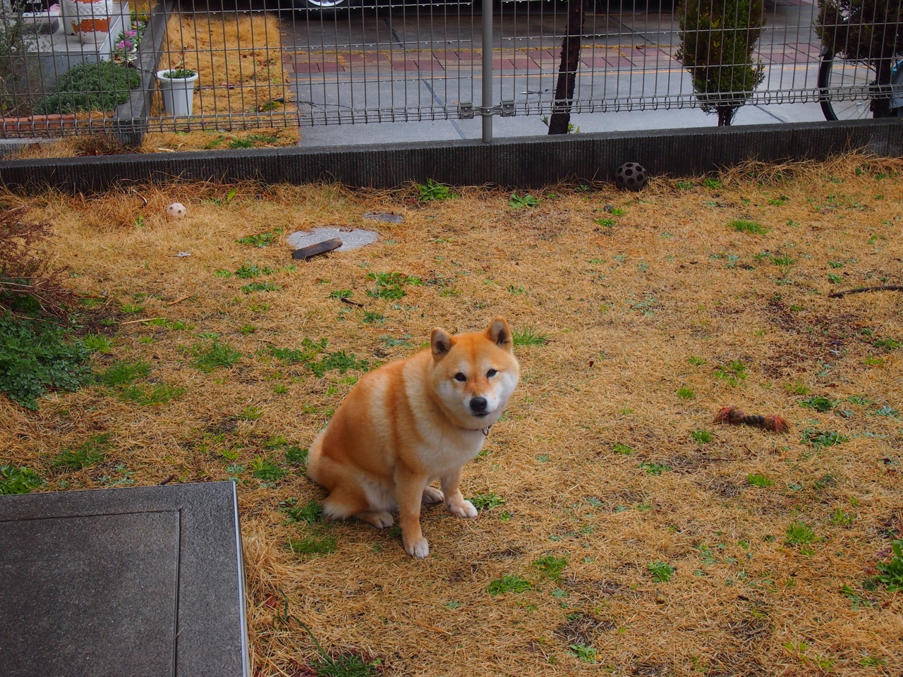 金童救主！德里赫特一锤定音，雷恩主场稳稳拿下切尔西