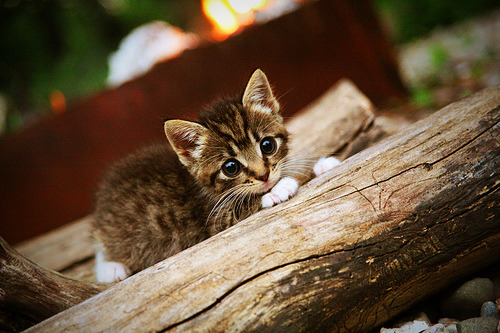 开云官网-当吉林队的铁血防守遇上勇士的三分雨，平行宇宙里，恩比德用一场50+20打服了金州