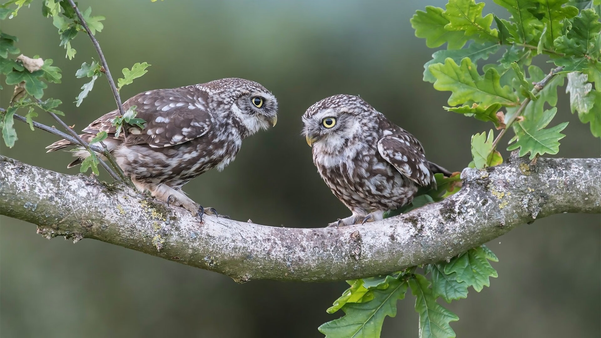 天使之翼与三狮之魂,一场跨越时空的绿茵对话