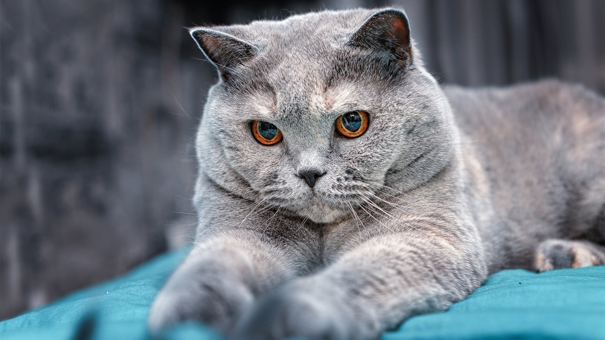 广厦VS尼克斯对决，NBA球星竟成意外主宰！哈利伯顿如何终结悬念？