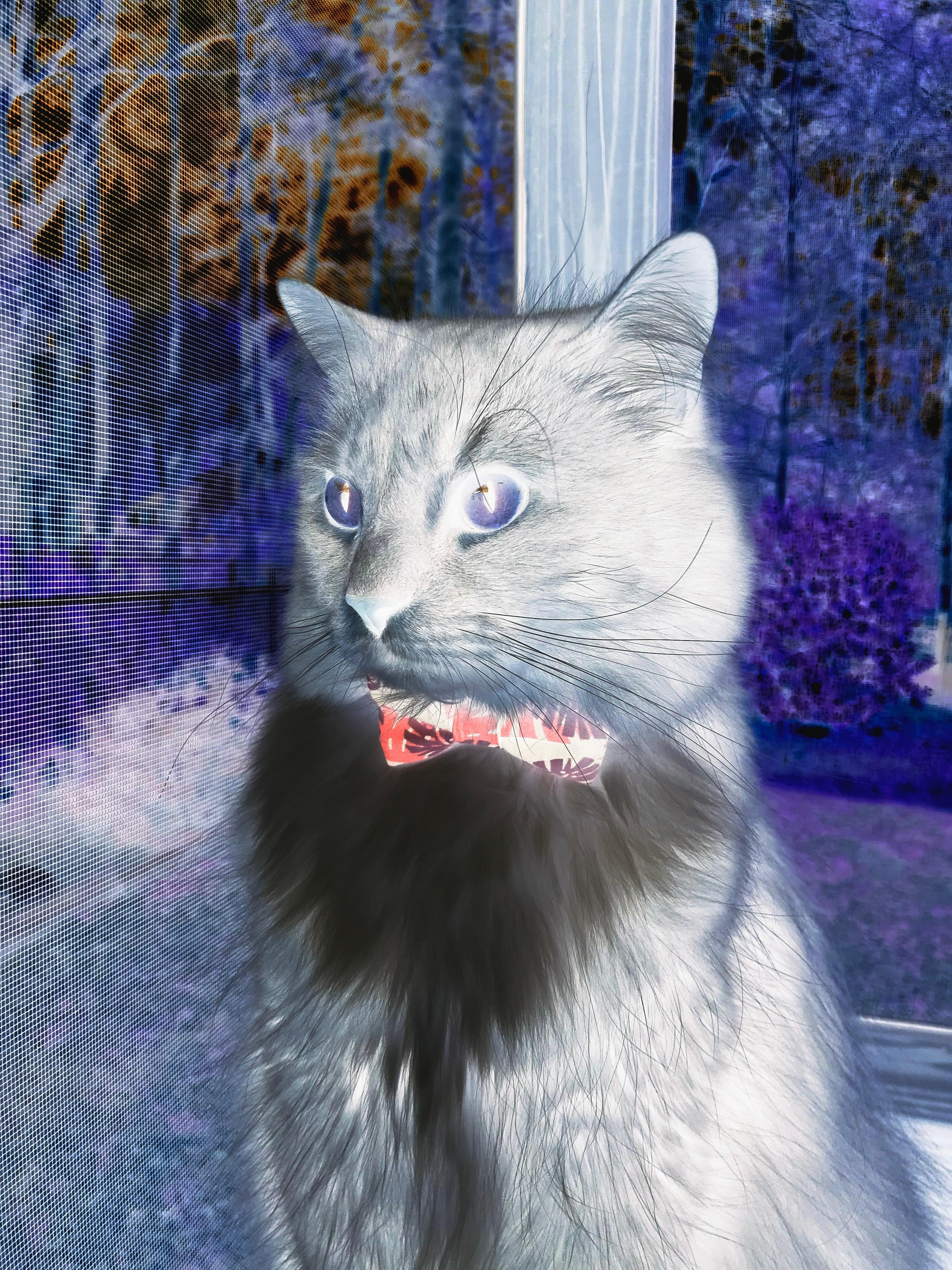 利拉德之夜,东决关键战的留声机