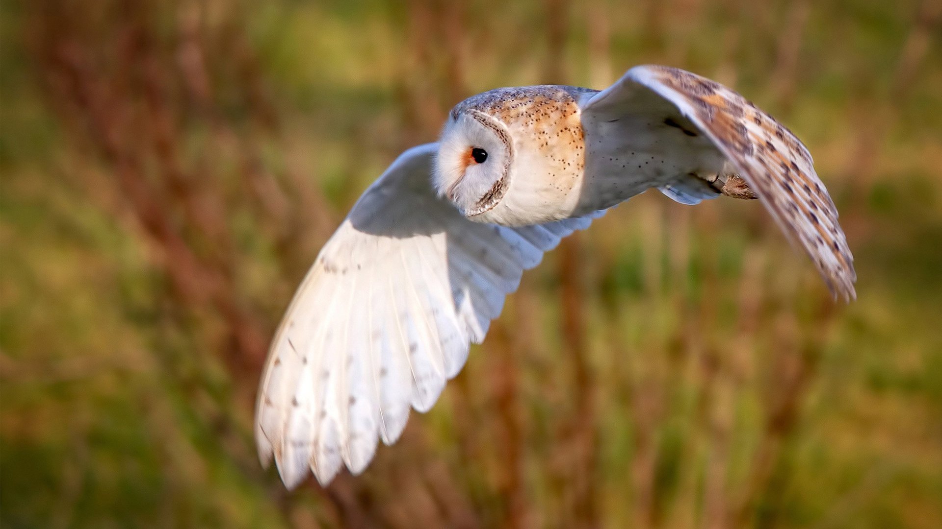 烈火与冰霜,2026世界杯F组宿命之战,乌拉圭绝境斩落东道主,C罗以神迹定义不朽